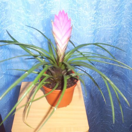 Tillandsia Cyanea